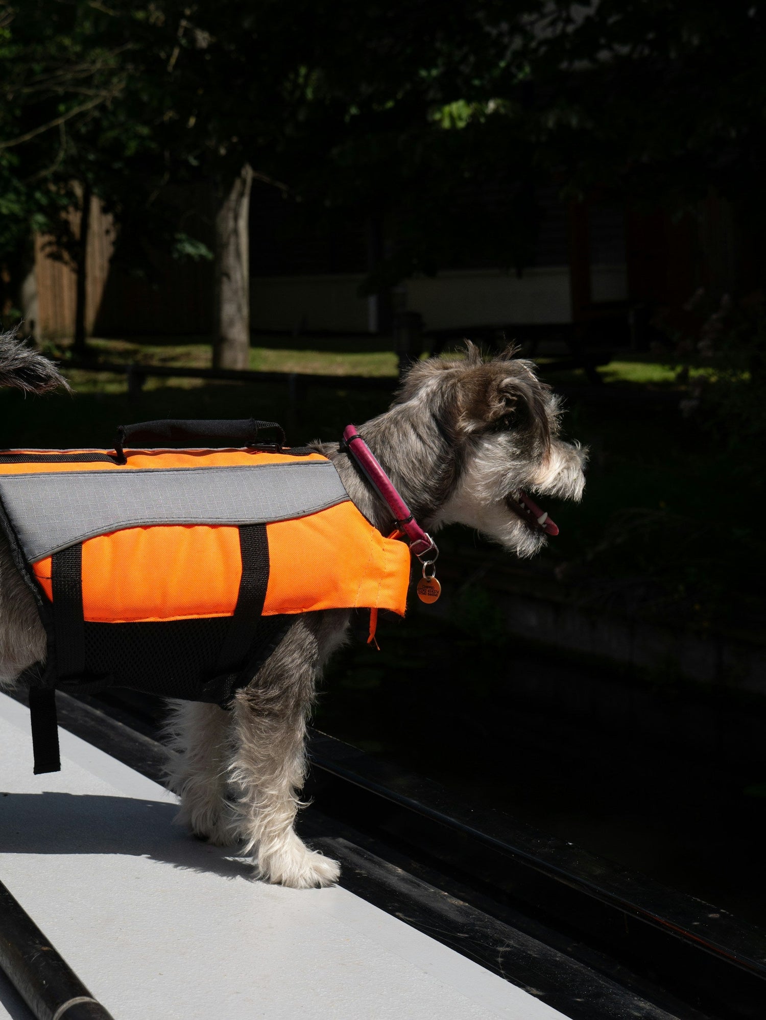 Dog Supplies