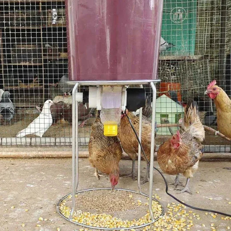 Automatic Chicken Feeder And Pigeon Trough With Timed Feeding
