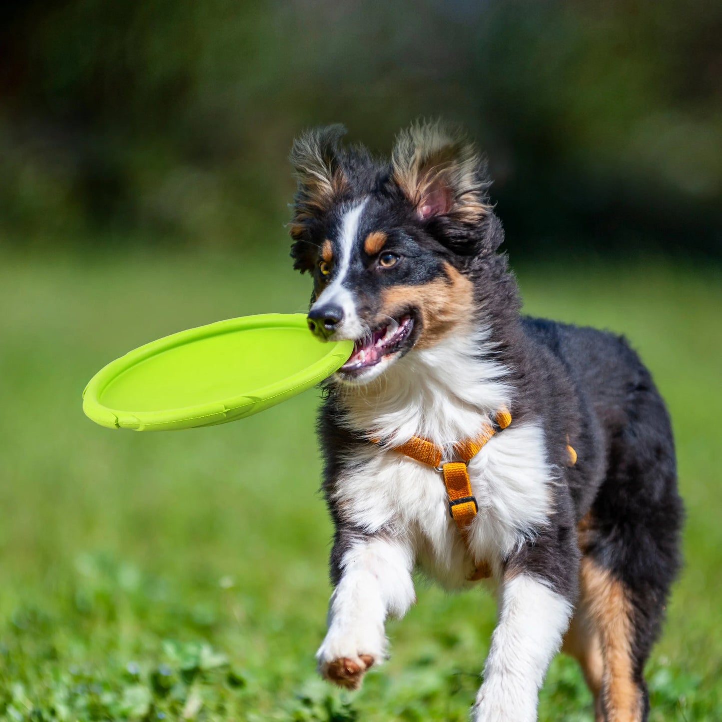 Dog Flying Disc 2 Pack Durable Rubber Floating Saucers