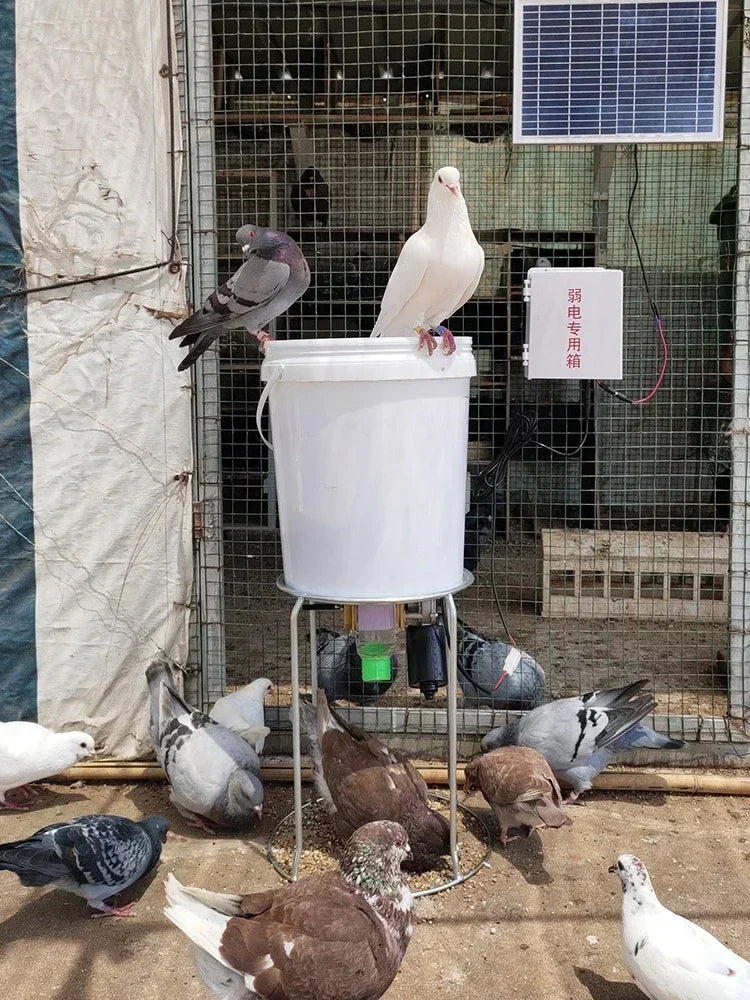 Automatic Chicken Feeder And Pigeon Trough With Timed Feeding