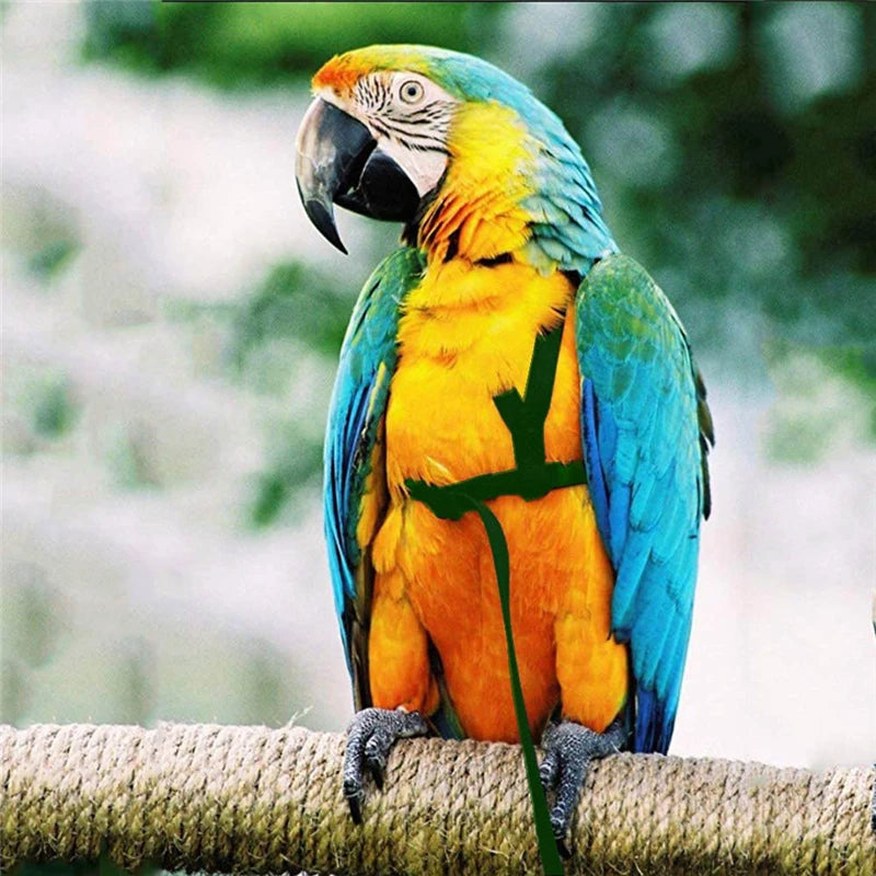 Parrot Bird Harness Leash Flying Traction Rope For Small Parakeets