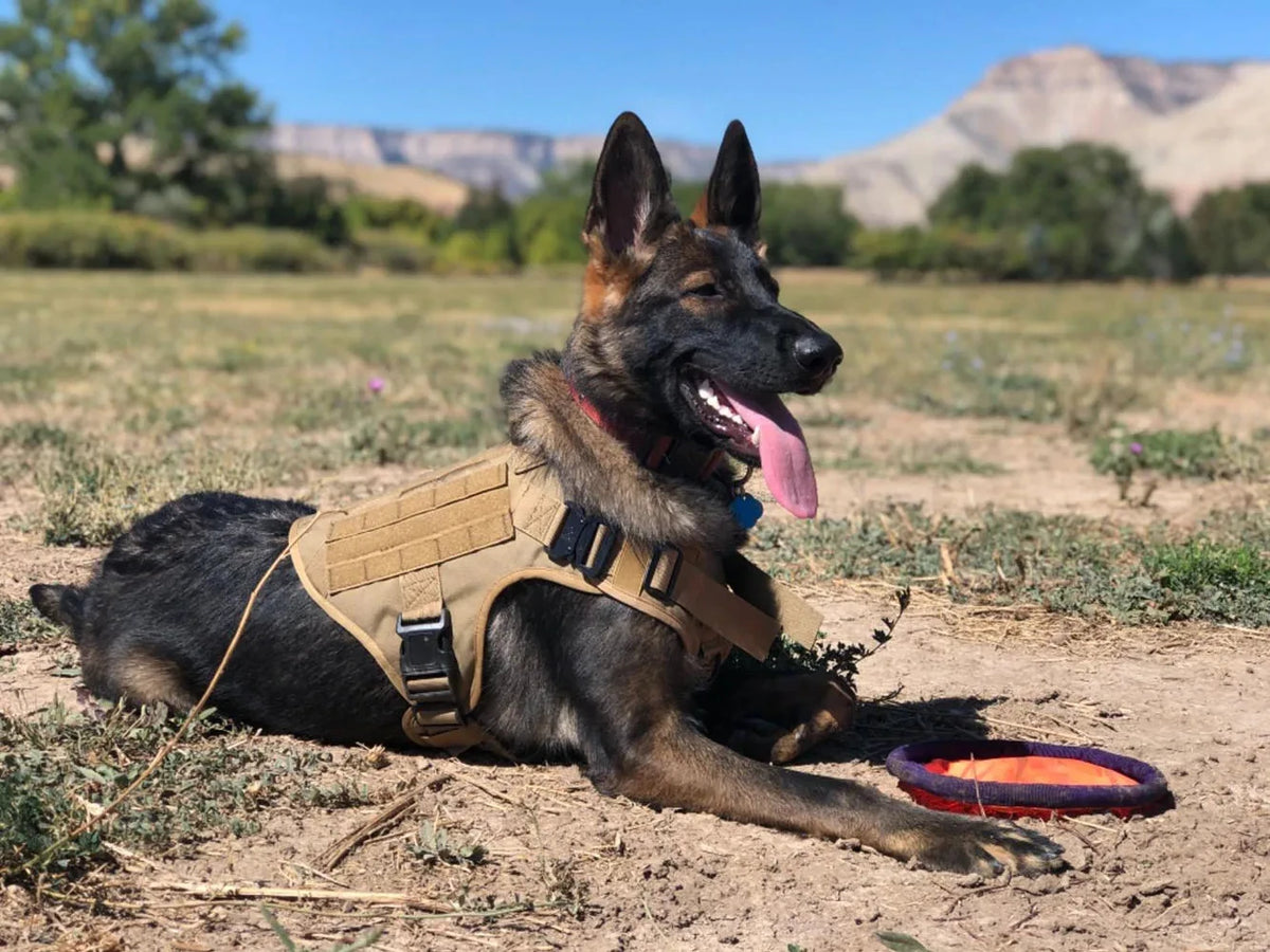 Padded Adjustable Nylon Dog Harness And Collar Combo