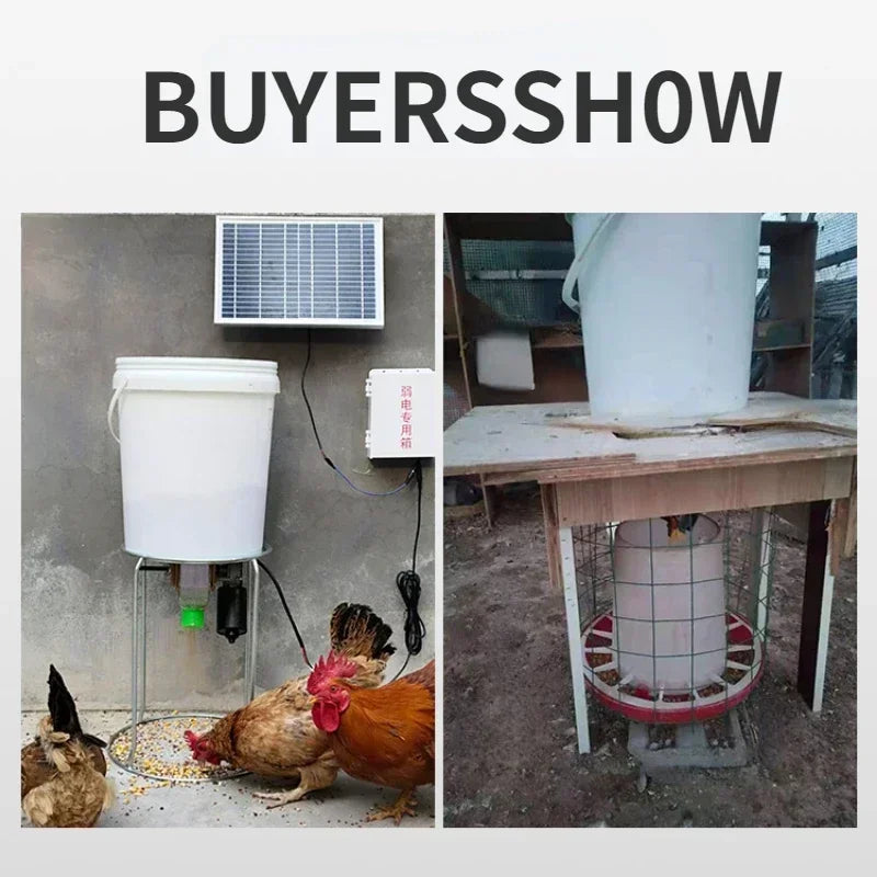 Automatic Chicken Feeder And Pigeon Trough With Timed Feeding