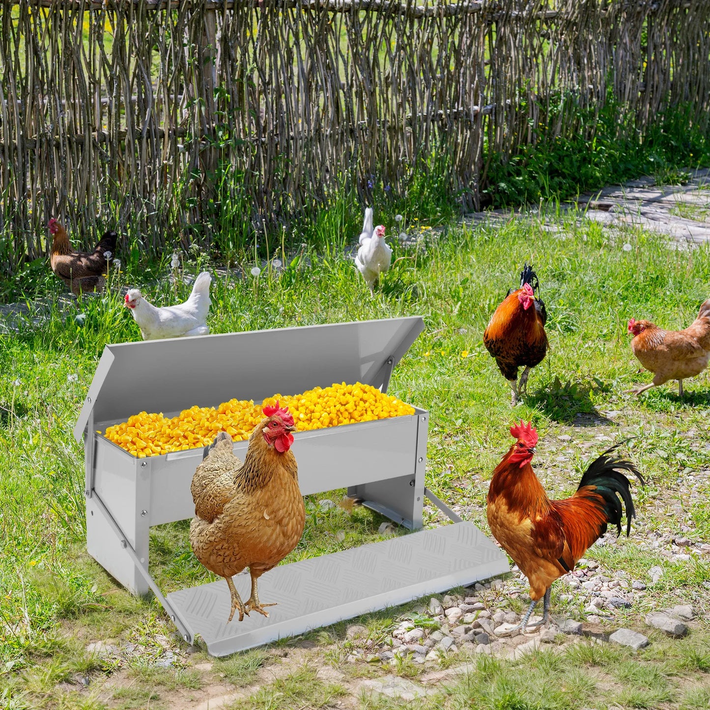 Automatic Chicken Feeder No Waste Treadle 11lb Stainless Steel Poultry Feeder with Weatherproof Lid for Chicken Pheasants Ducks