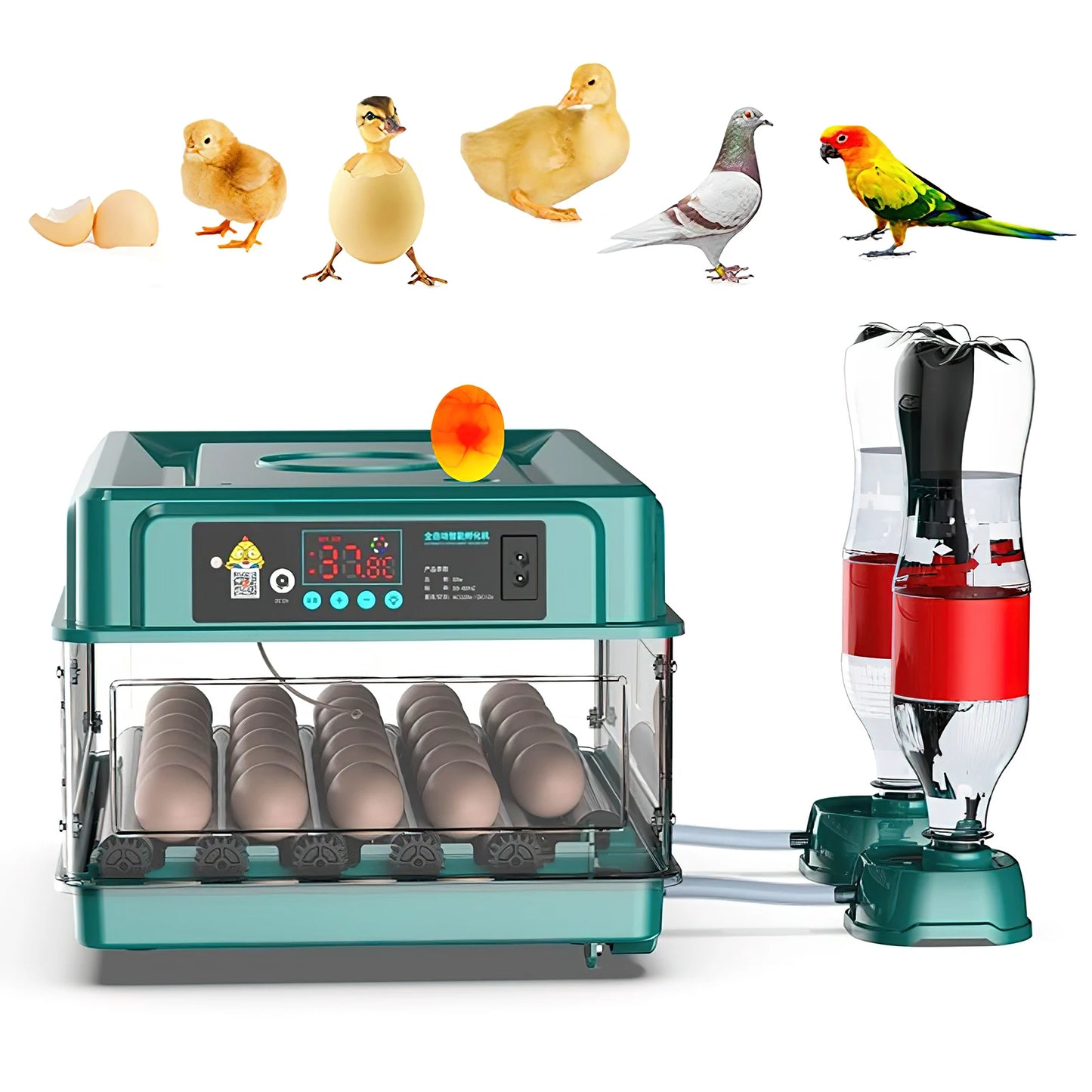 Egg Automatic Incubator For 24-60 Eggs Hatching Poultry