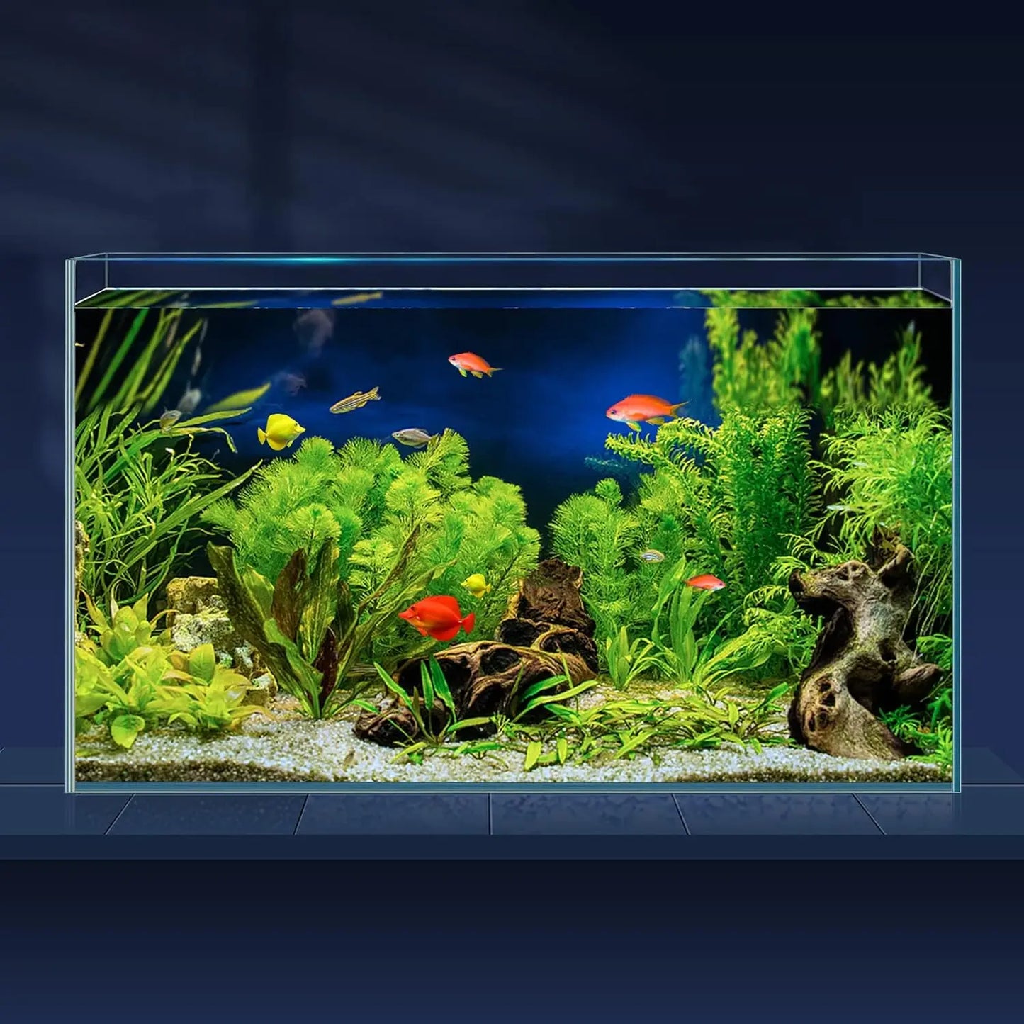 Rimless Glass Betta Aquarium With Cover Feeding Ring Cleaning Tools